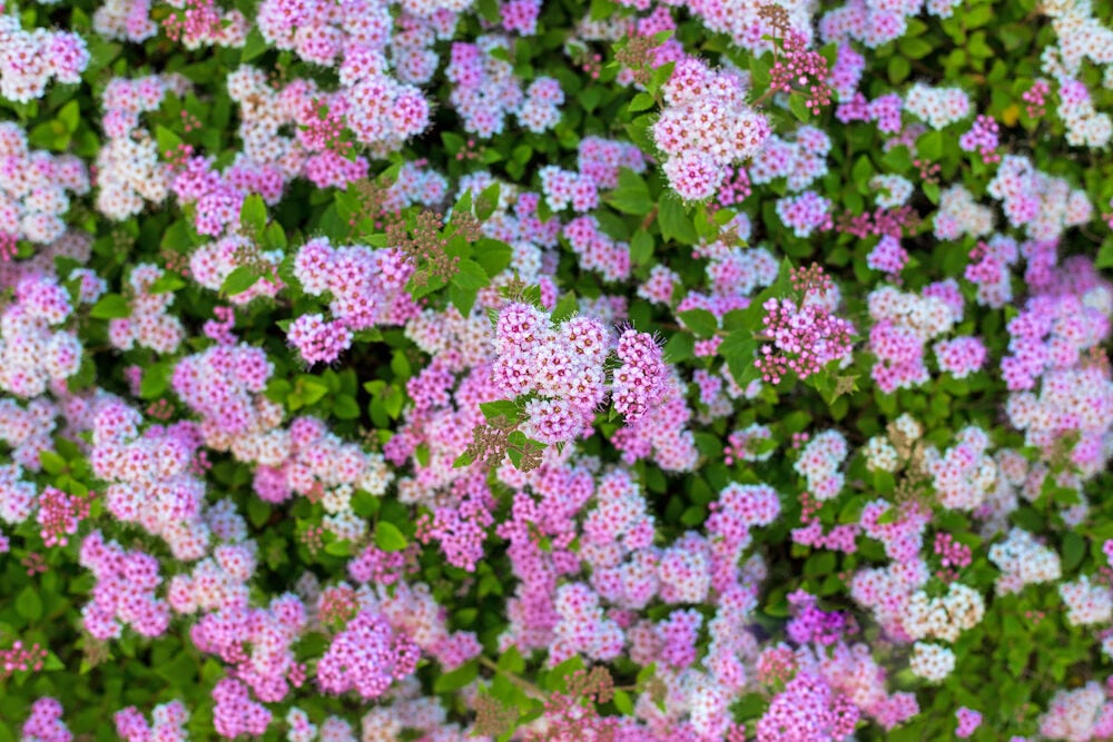 Amerikansk praktspirea